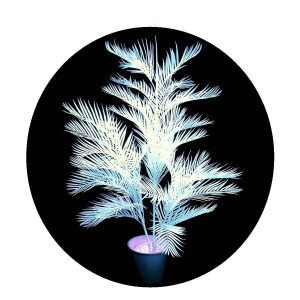 UV-aktive Pflanzen