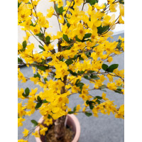 Europalms Forsythienbaum mit 3 Stämmen, Kunstpflanze, gelb, 150cm