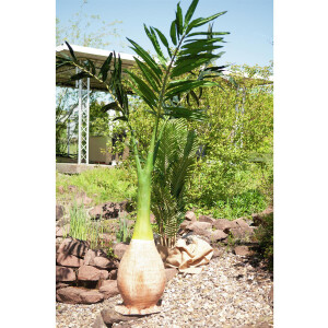 Europalms Phönix Palme, Kunstpflanze, 240cm