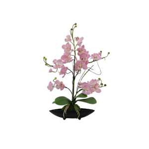 Europalms Orchideen-Arrangement (EVA),...