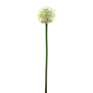 Europalms Alliumzweig, künstlich, cremefarben, 55cm