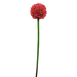 Europalms Alliumzweig, k&uuml;nstlich, rot, 55cm