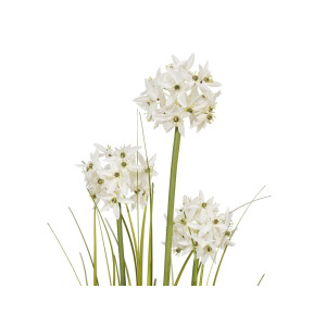 Europalms Alliumgras, Kunstpflanze, weiß, 120 cm