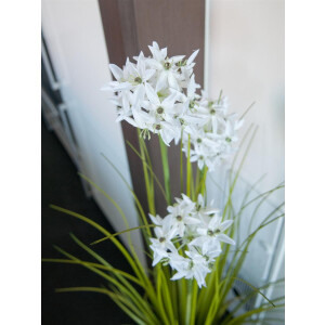 Europalms Alliumgras, Kunstpflanze, weiß, 120 cm