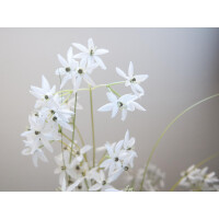 Europalms Jasmingras, Kunstpflanze, weiß, 130 cm