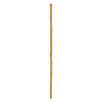 Europalms Bambusrohr, Ø=5cm, 200cm